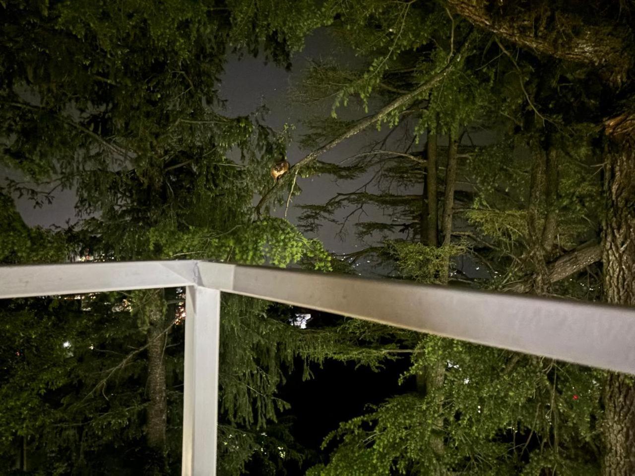 Hotel Jakhu Heights Shimla Ngoại thất bức ảnh
